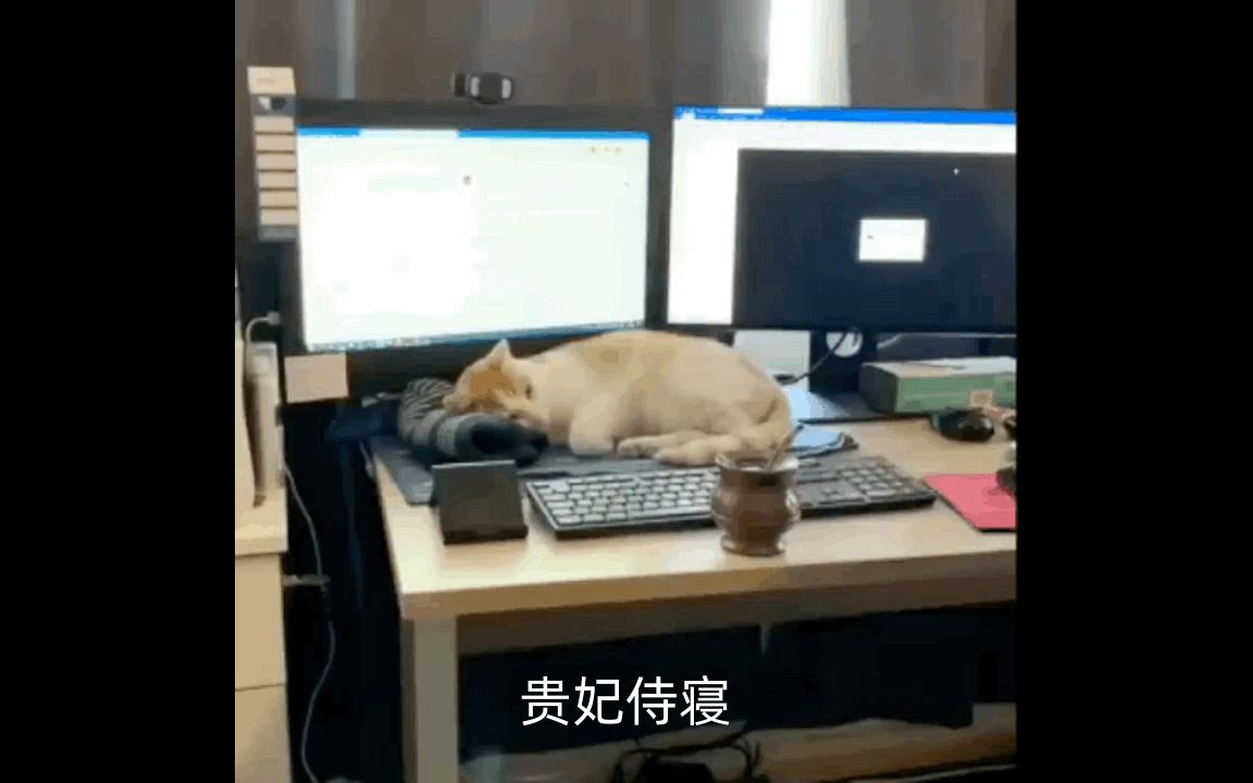 贵妃侍寝哔哩哔哩bilibili