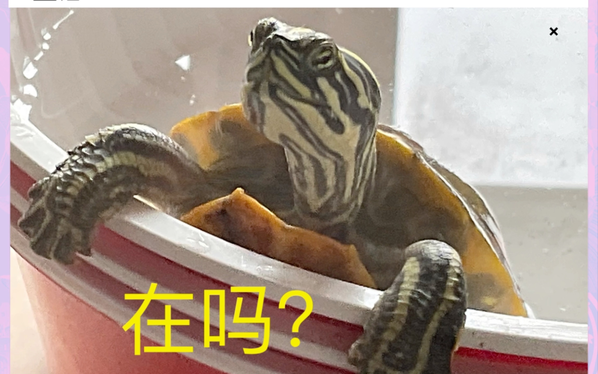 乌龟探头表情包图片