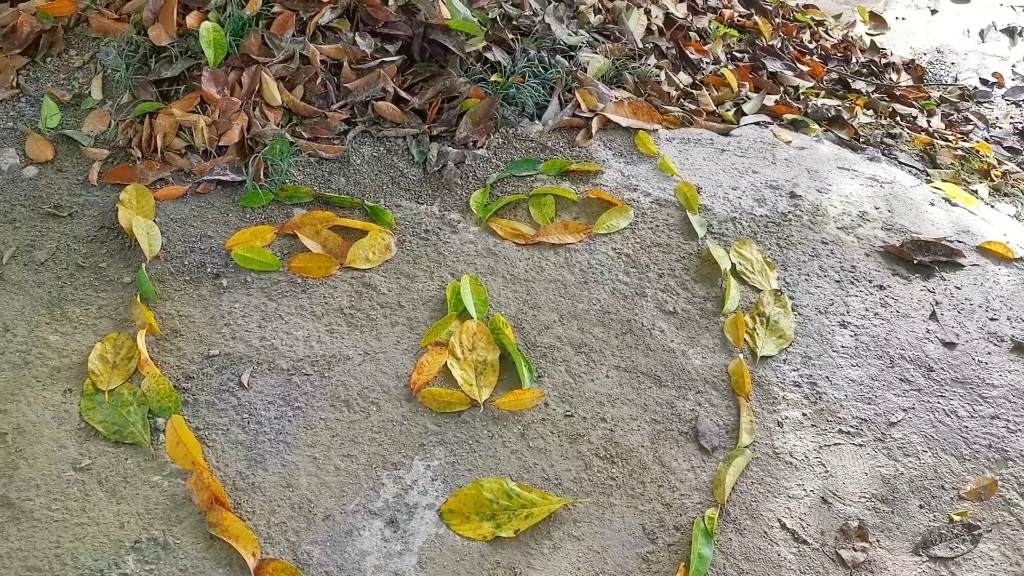 用树叶摆成人脸