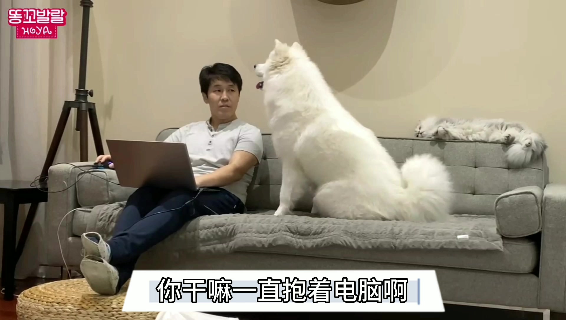 大白狗看到主人玩电脑,态度立马就变了,电脑有我可爱吗?