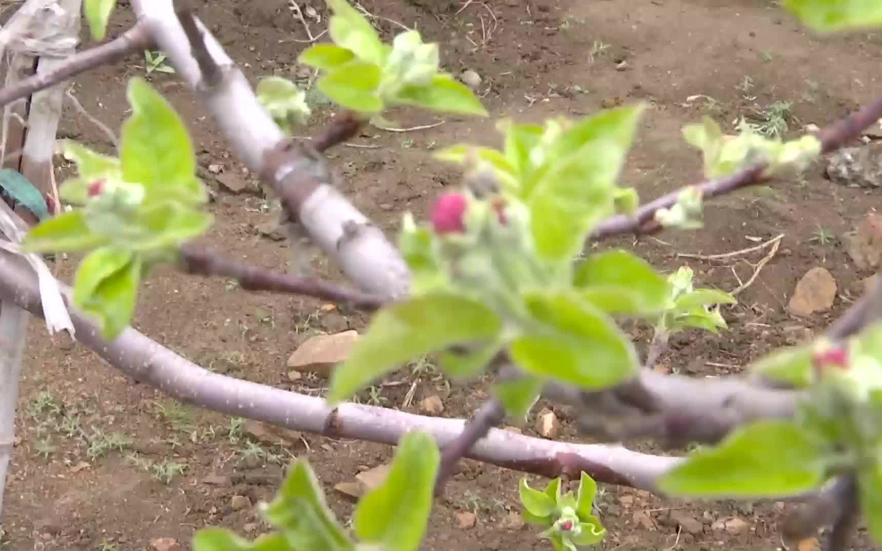 【田间劳作】矮化苹果苗,栽植有技巧,分清自根砧和中间砧,不同砧木不同方法哔哩哔哩bilibili