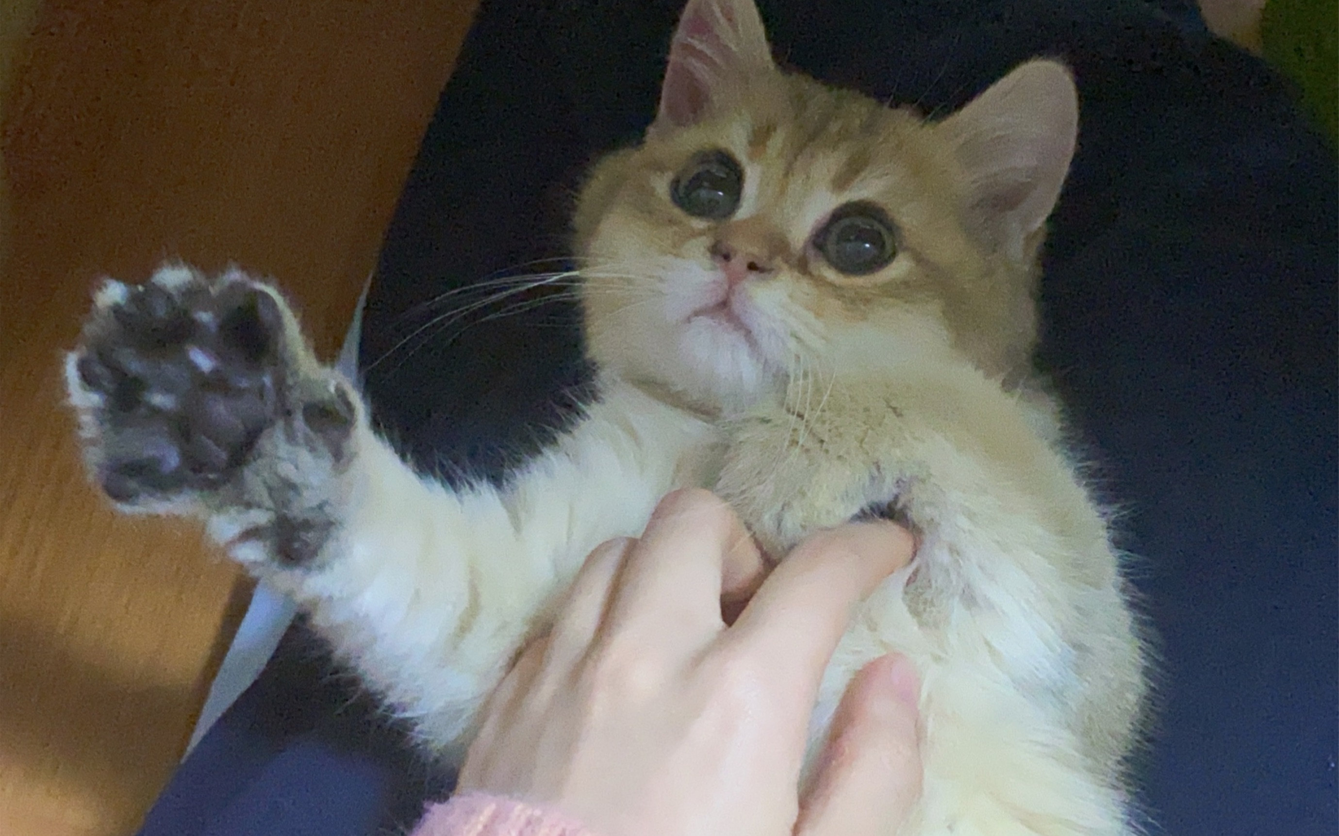 【布偶猫】【金渐层】请友好相处哦