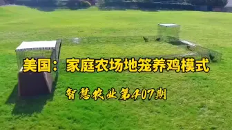 Video herunterladen: 美国：家庭农场地笼养鸡模式