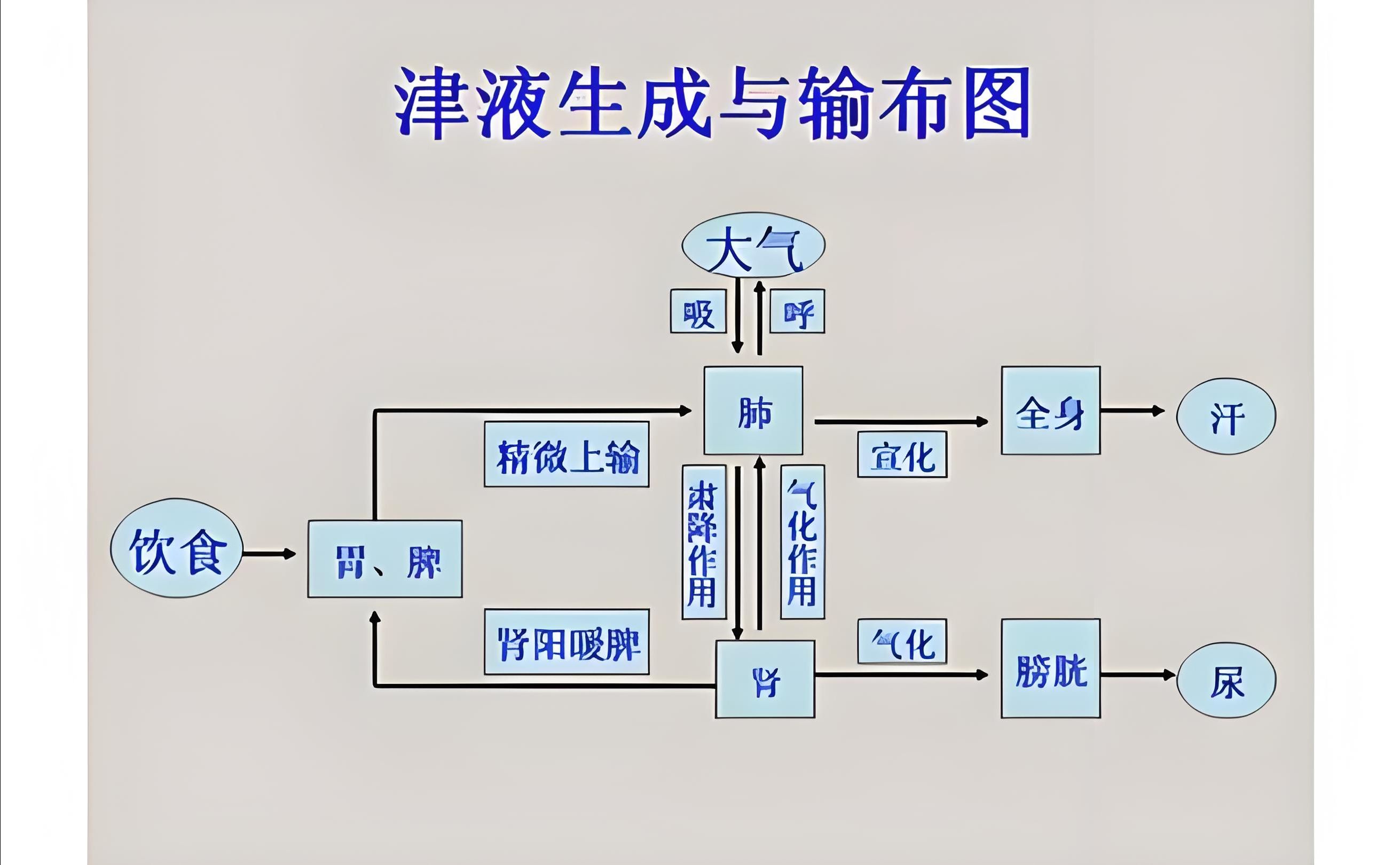 水液代谢示意图图片