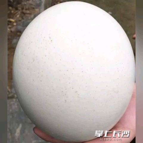 世界最大的鸵鸟蛋