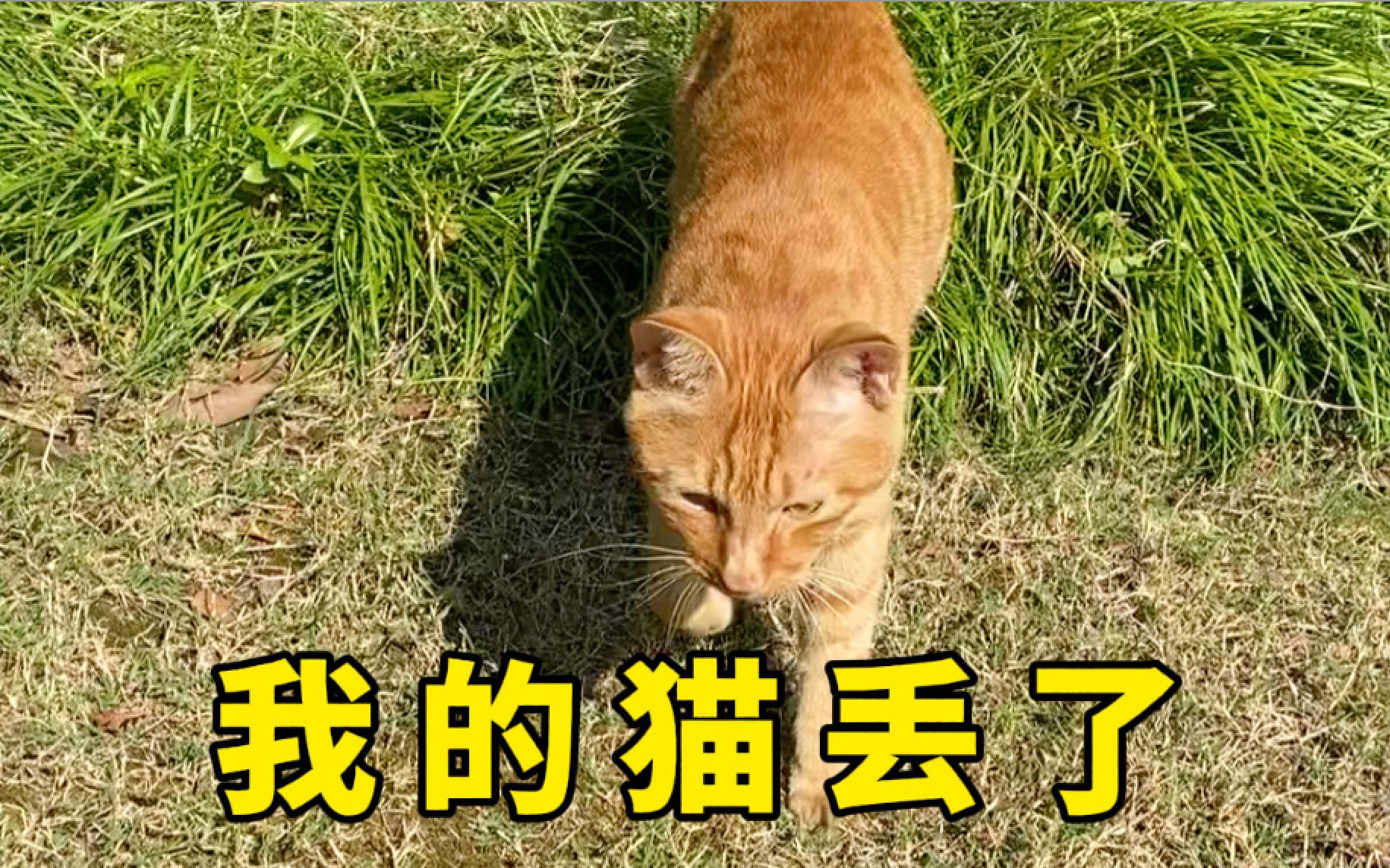 [图]猫咪走丢时，请这样做！提高90%找回几率！