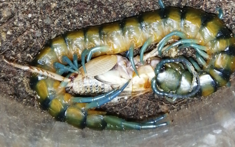 倭蜈蚣捕食蟋蟀