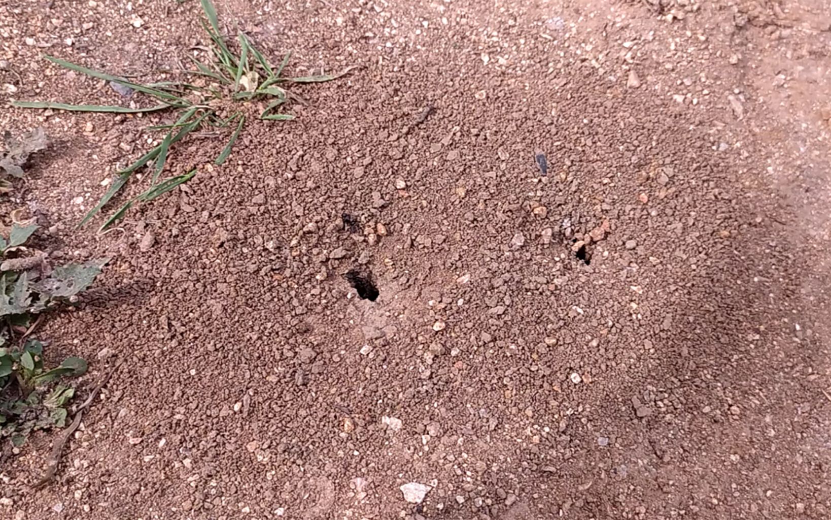 蚂蚁居然是这样挖洞的,近距离观察才发现,真的很神奇