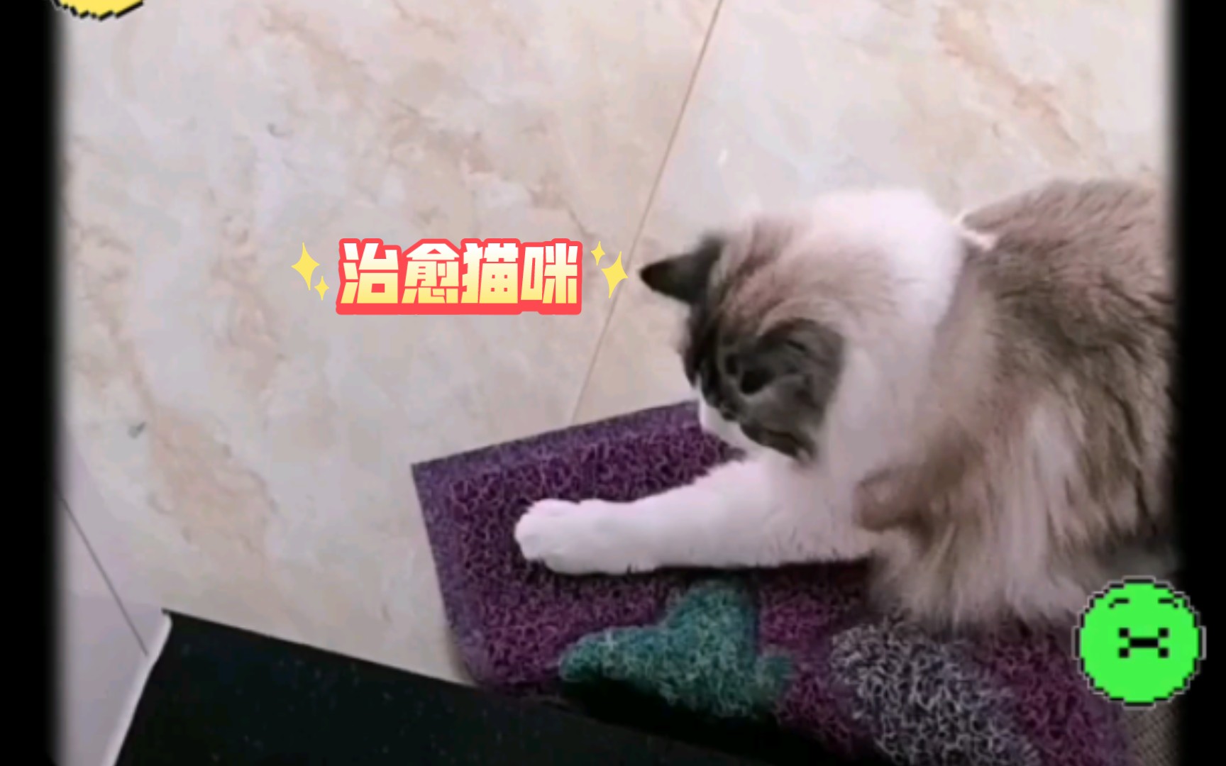 我被猫咪治愈了,猫咪语录哔哩哔哩bilibili