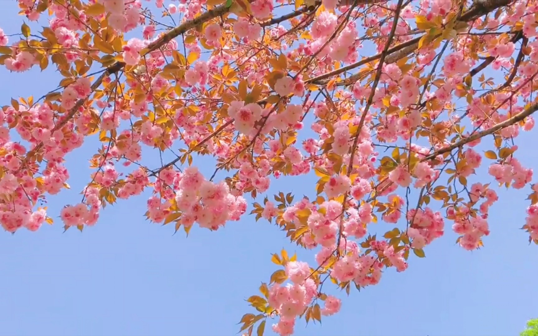 [图]盛不盛开，花都是花🌸