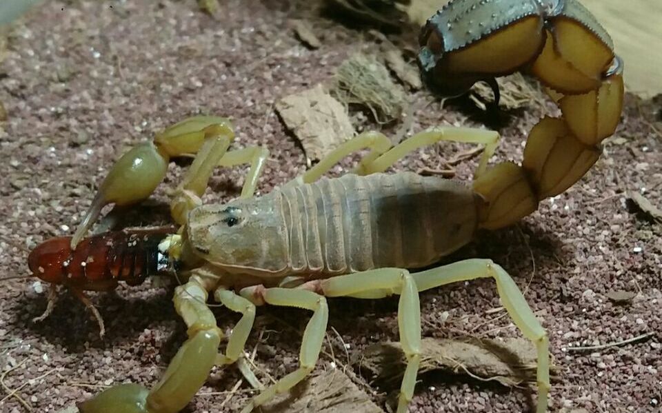 震惊学生宿舍惊现沙漠蝎专家称能够一针撂倒一匹马手动滑稽突尼斯黄肥