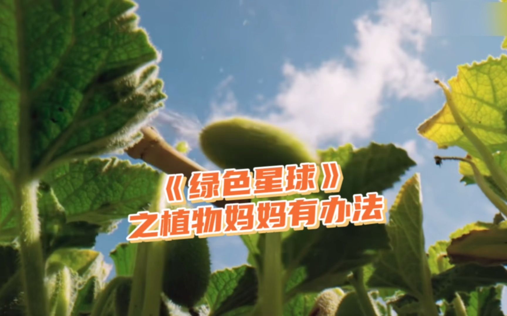 [图]《绿色星球之植物妈妈有办法》，这部纪录片让孩子知道植物妈妈是怎么传播种子的