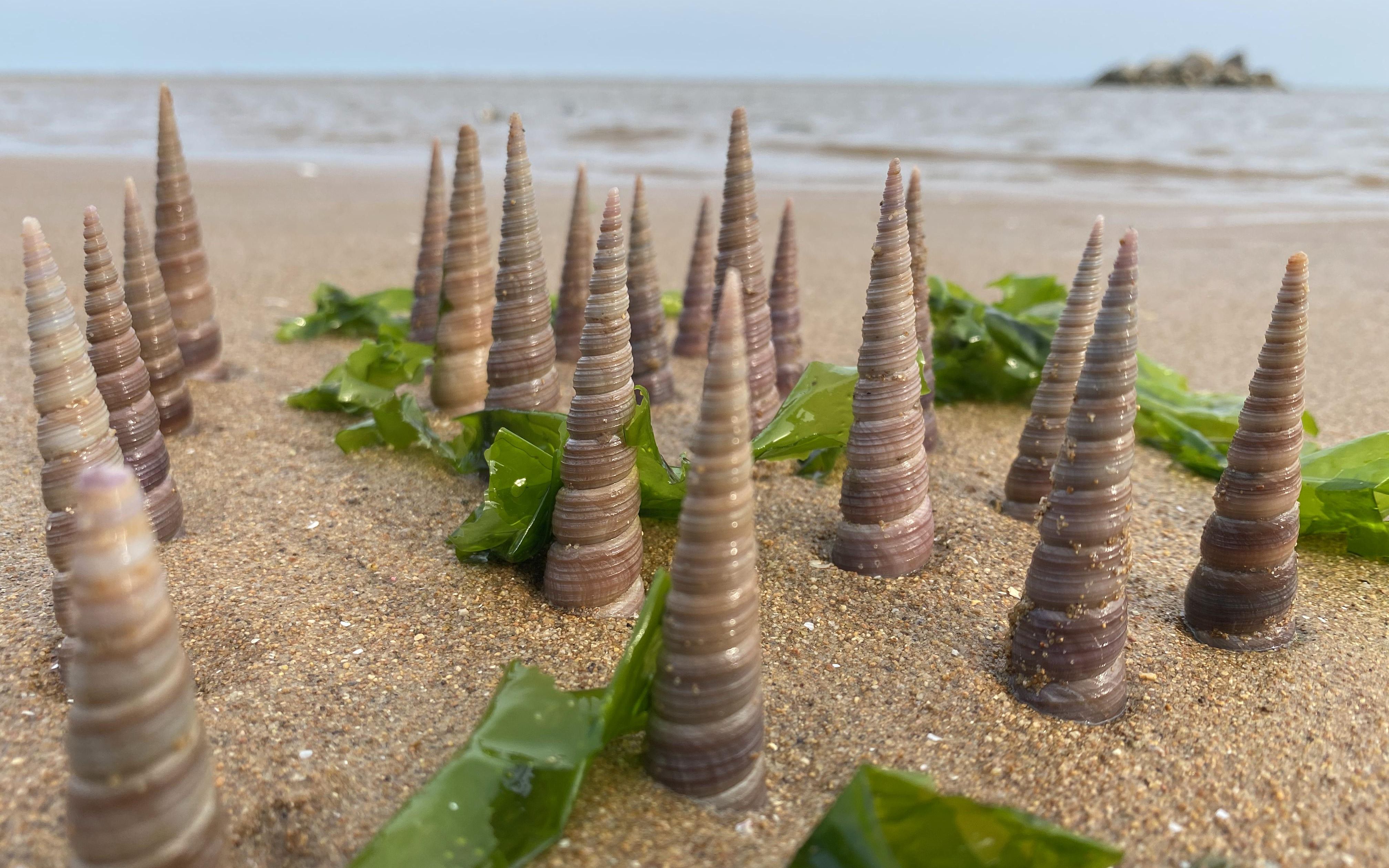 大海退潮了,大宇赶海在海边捡到钉螺还有正在斗地主的鲍鱼.