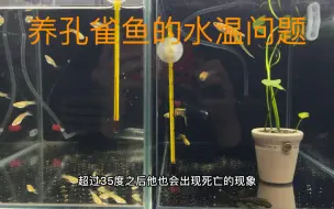 Download Video: 鱼缸水温的控制，不同的温度有不同的养法，想要养好鱼温度很重要