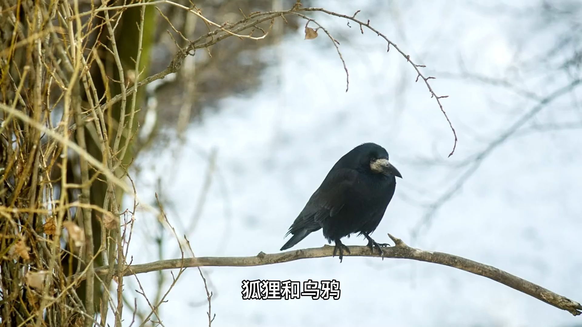 狐狸和乌鸦哔哩哔哩bilibili