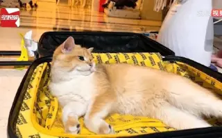 痛失爱猫夜不能寐_ 搜索结果_哔哩哔哩_Bilibili