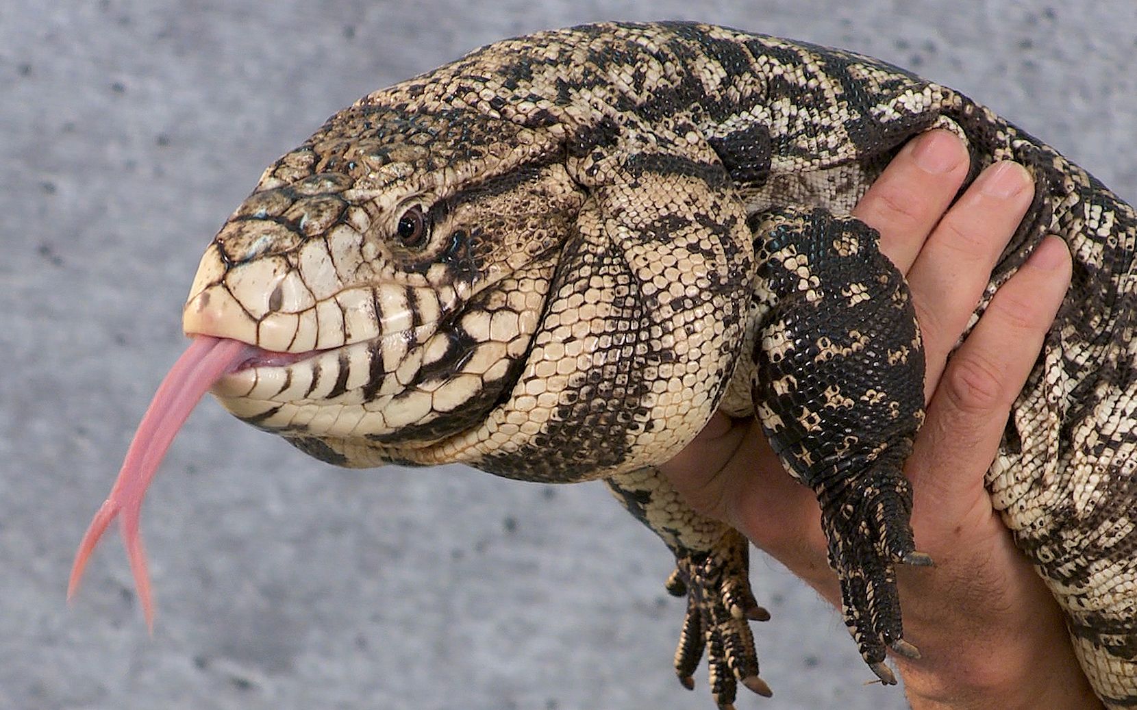 【Reptiltv】从产地用品喂食温度 stefan带你了解如何饲养泰嘉蜥!哔哩哔哩bilibili