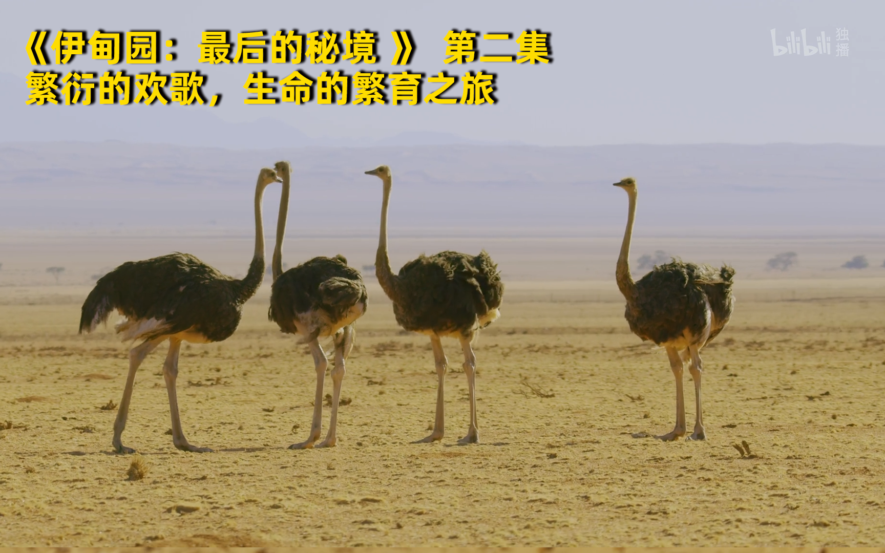 伊甸园:最后的秘境看点16-纪录片-全集-高清独家在线观看-bilibili