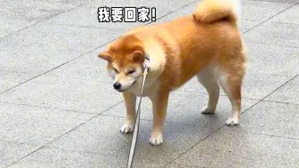 Télécharger la video: 当代养狗人遛柴犬现状…