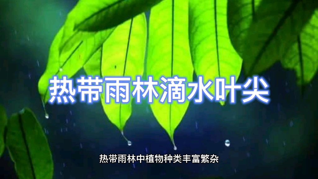 热带雨林滴水叶尖哔哩哔哩bilibili