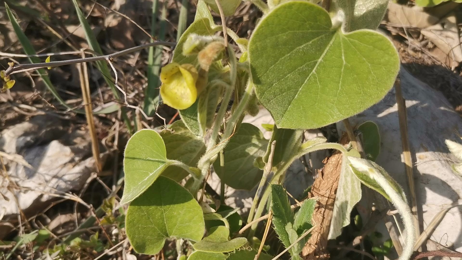 东北野菜猫耳朵图片