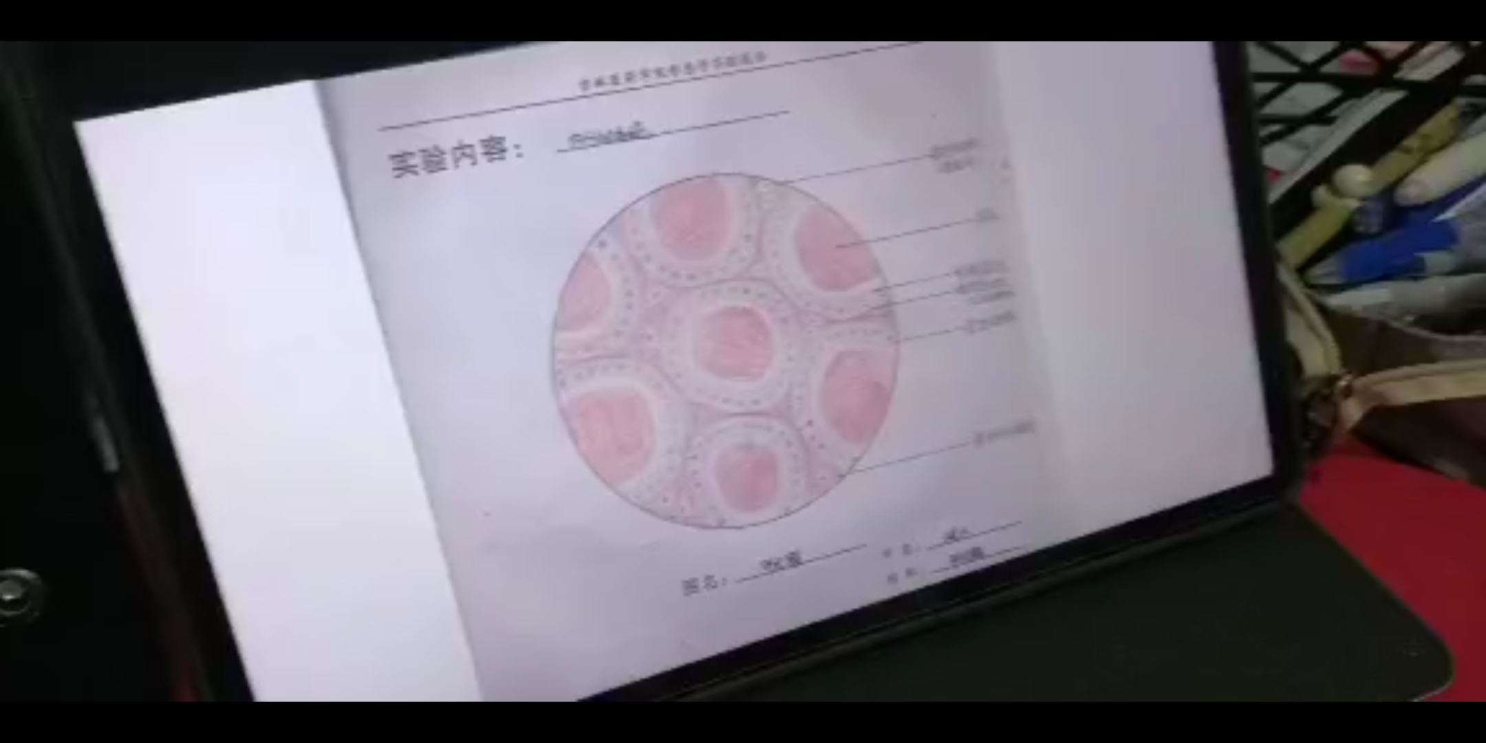 [图]医学生自娱自乐之组胚实验课1.0