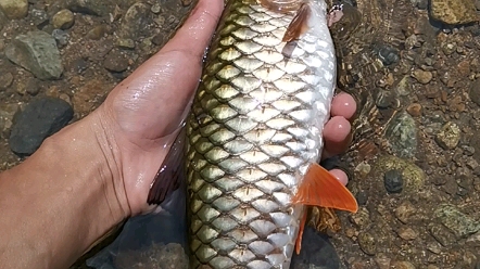 好漂亮的军鱼啊下次再见喽