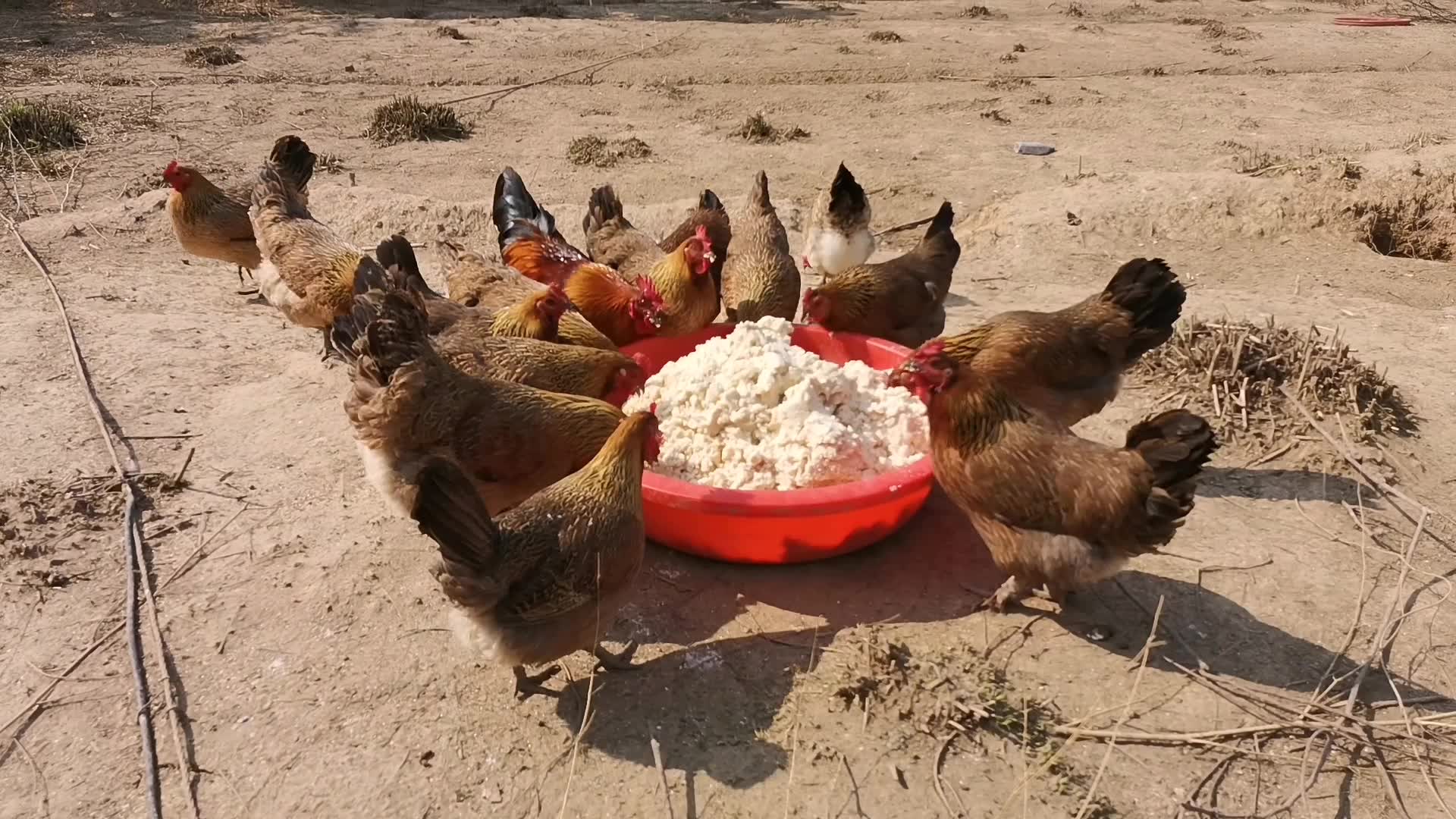 农村散养土鸡用五谷杂粮喂鸡100一只价格怎么样