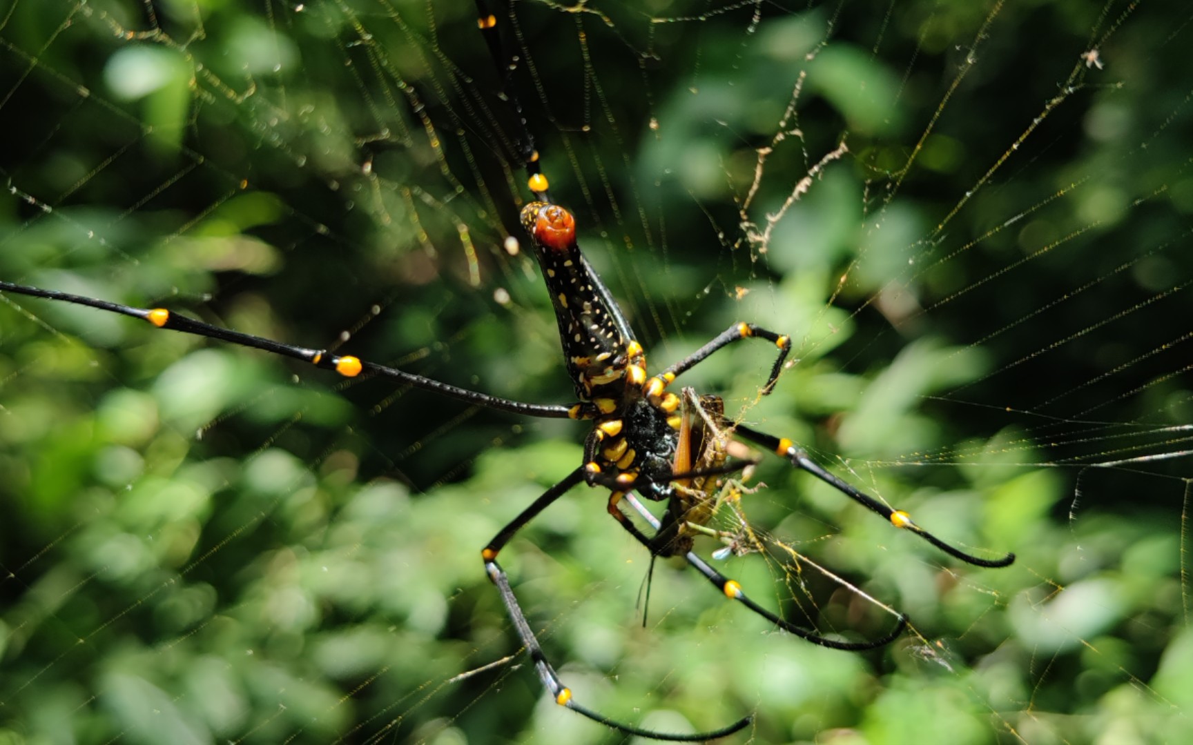 热带雨林里的蜘蛛可能比你想象的还多_哔哩哔哩_bilibili