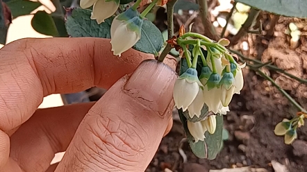 蓝莓苗价格一览表最新