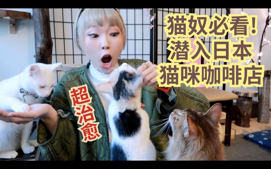 【猫奴必看】日本猫咪咖啡厅到底是什么样的?!大型撸猫现场哔哩哔哩bilibili