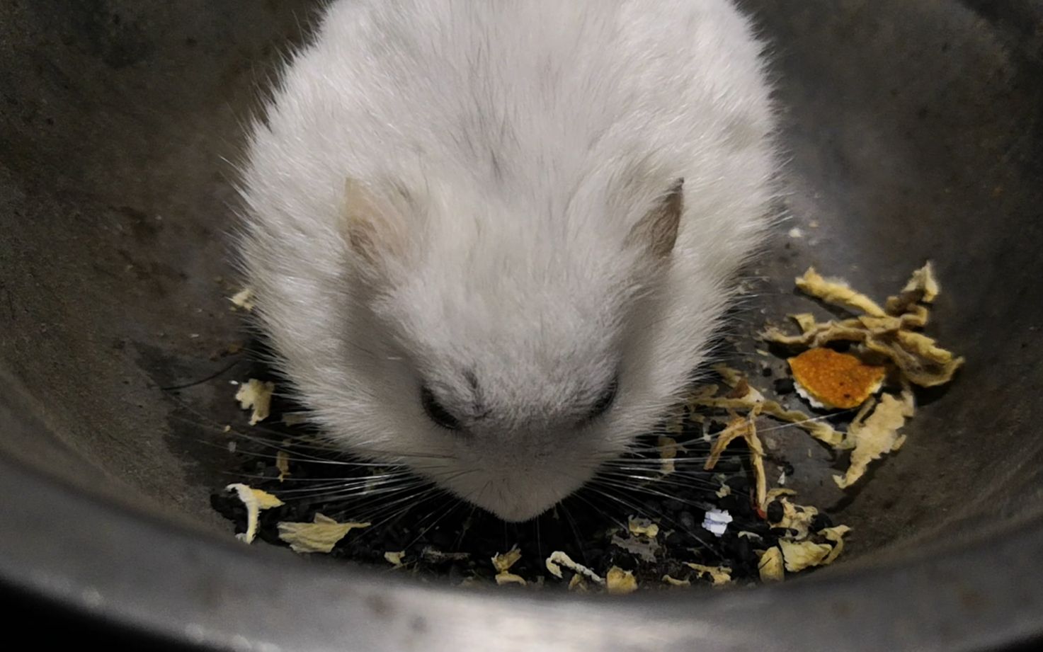 【仓鼠】冬冬在饭兜里吃芝麻