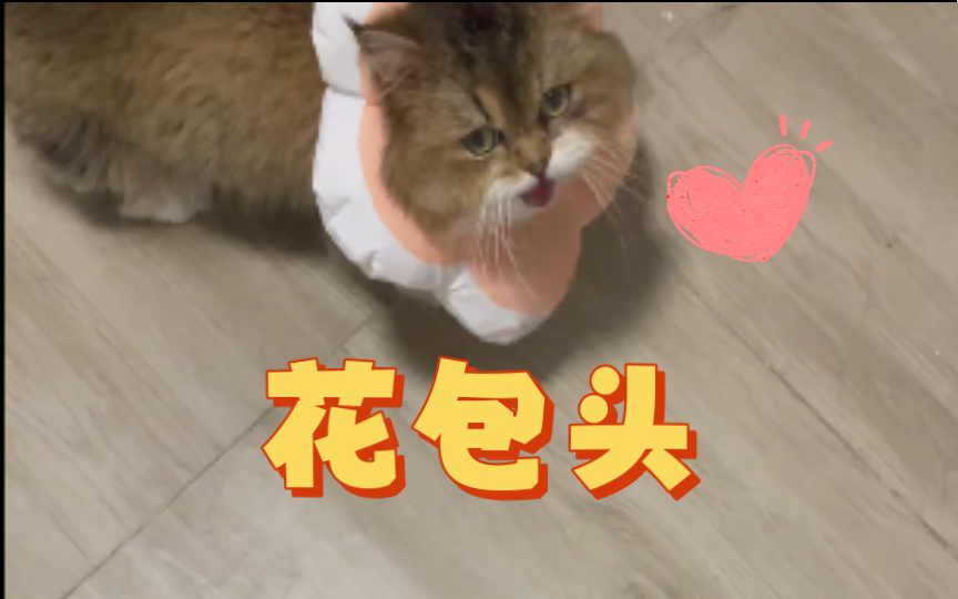 猫猫头上一朵花哔哩哔哩bilibili