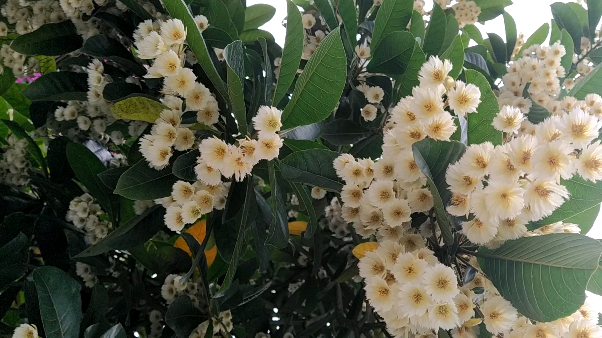 长芒杜英满枝头