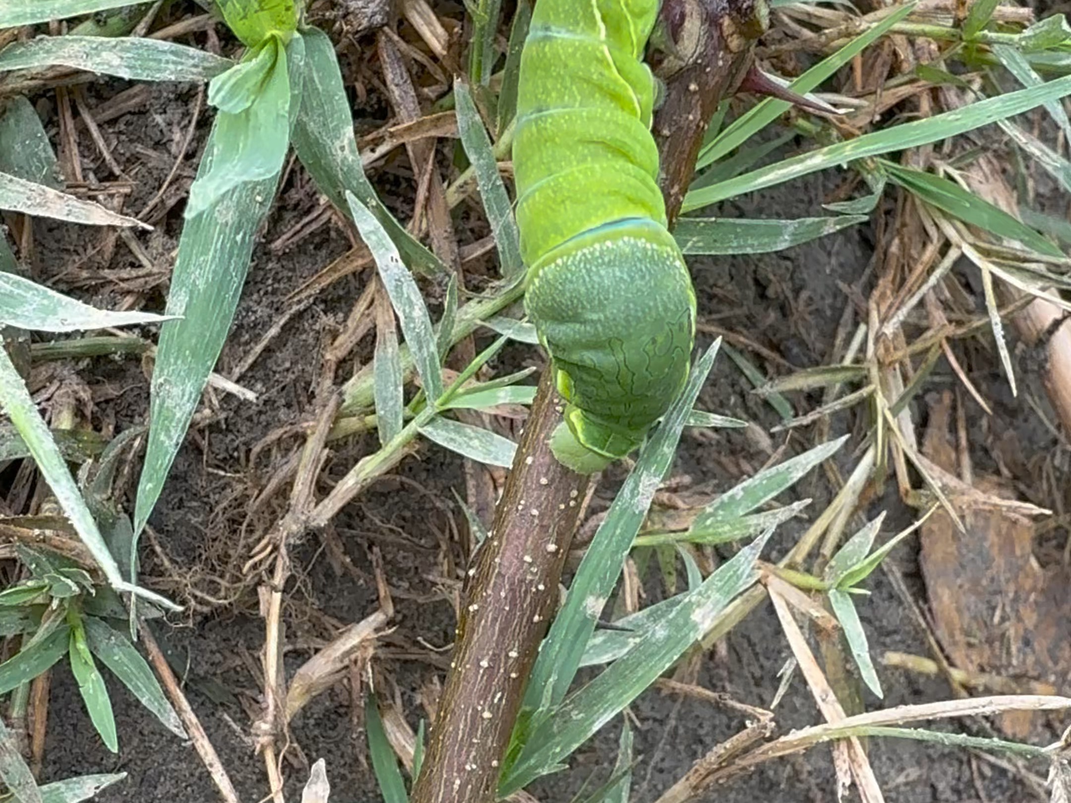非常意外地发现凤蝶