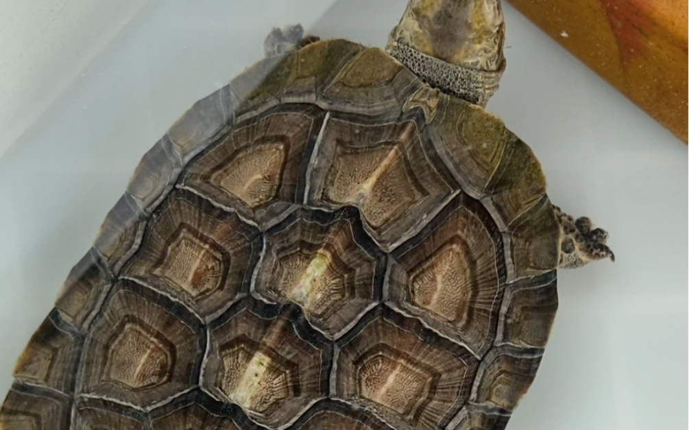 金边黑山龟 由于本人喜欢浅色系 所以加温了 导致色素没沉淀 不是花龟