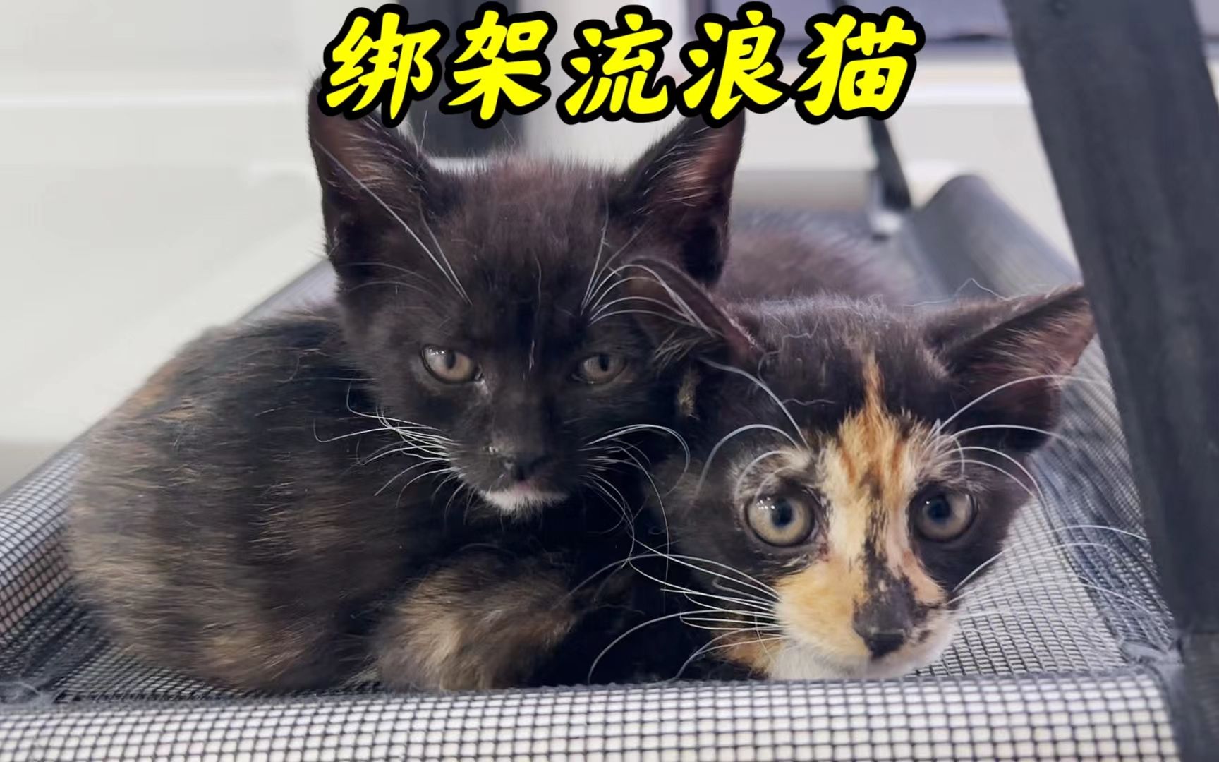 [图]花30万打造的猫别墅迎来了第一批住客，两只流浪小奶猫