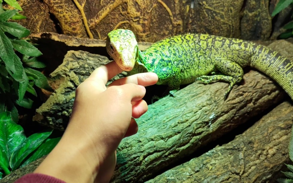 爱抚一只黄头巨蜥_哔哩哔哩 (゜-゜)つロ 干杯~-bilibili