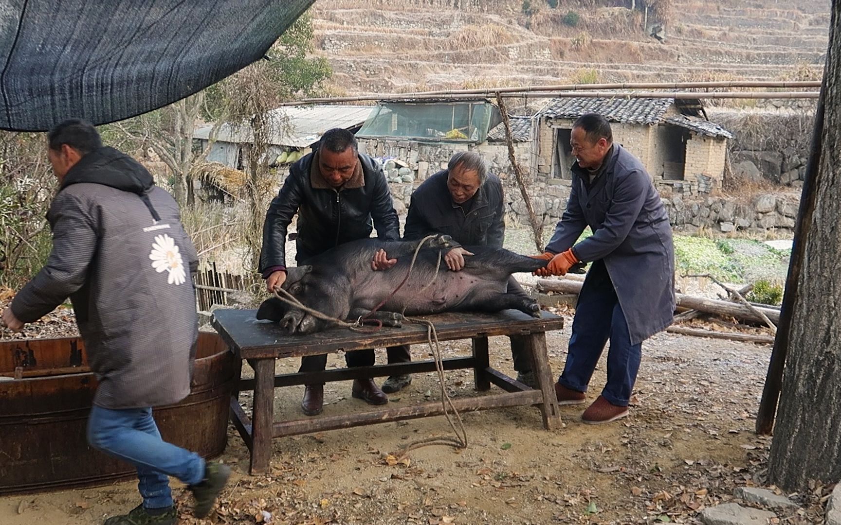 [图]大山农村家杀300斤年猪，本以为都是肥肉，切开一看赚大了，诱人