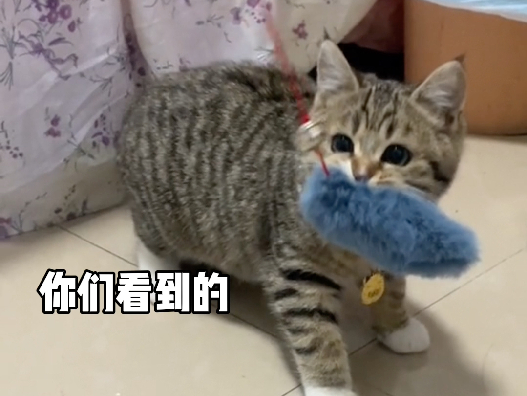 我眼中的小猫是什么样?哔哩哔哩bilibili