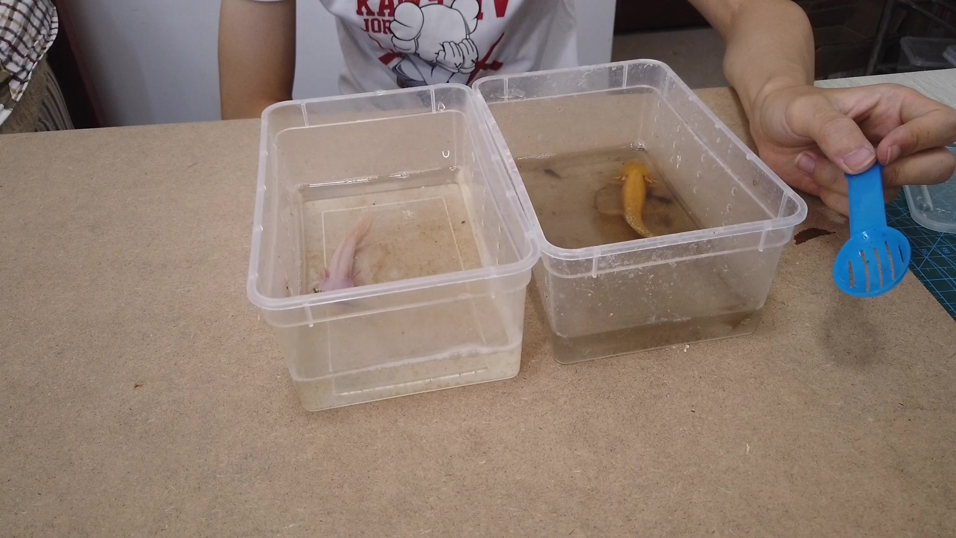 黄金六角恐龙好废水,同时换水白色的六角恐龙还比较清澈!