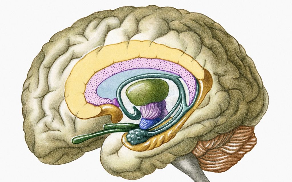 [图]《神经解剖学Neuroanatomy》4K超清系列解剖学，第三集：小脑