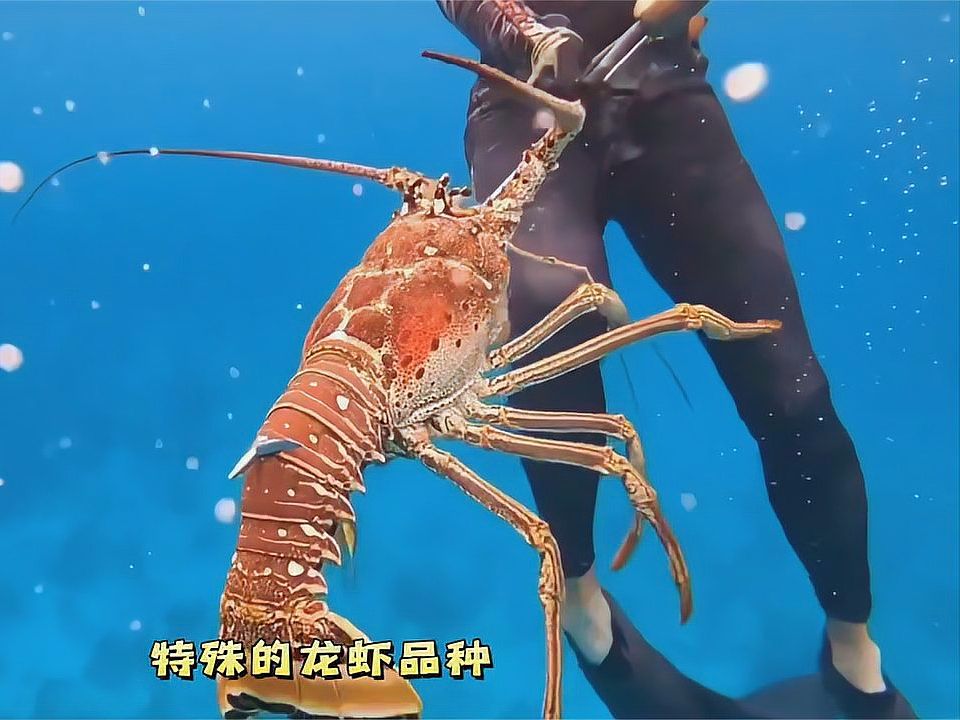 新西兰赶海潜水,深潜20米海底发现龙虾老窝,今天必须要爆兜了
