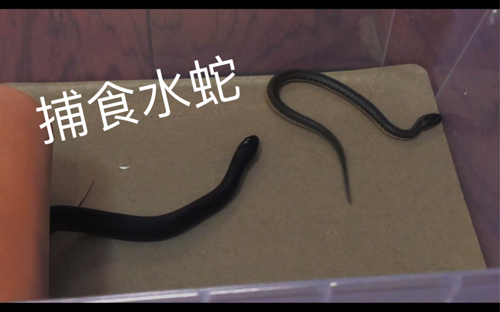黑王蛇捕食小水蛇