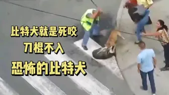 Download Video: 比特犬就是死咬，电棍打，热水浇，防狼喷雾喷等，怎么做也拉不开