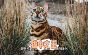 「猫中之王」孟加拉豹猫：活泼友好的家庭伙伴，还能帮你捕虫！