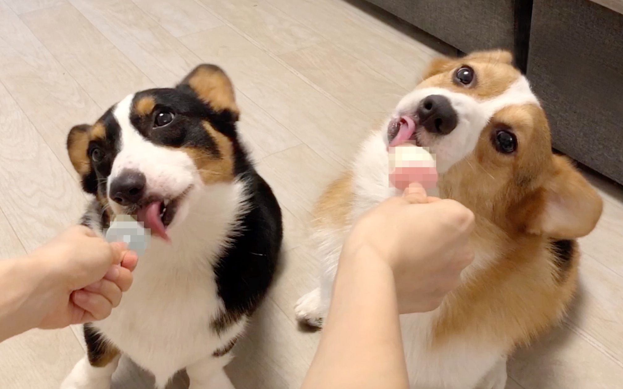 两只柯基抢着吃冰淇淋小舌头舔冰棍太萌了小短腿duby