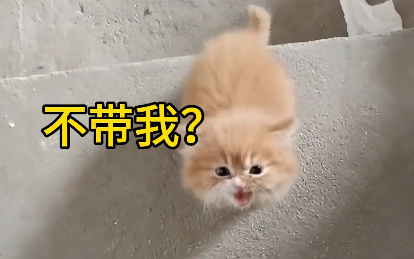 [图]“猫猫虽小，脾气不小！”