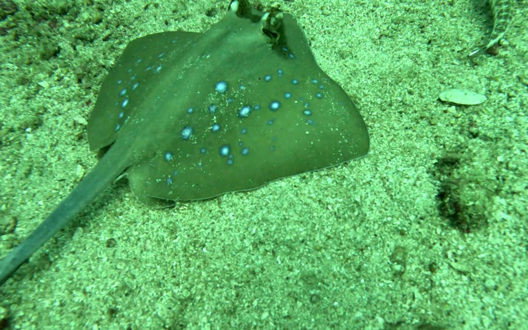 近距离 蓝斑条尾魟 潜水