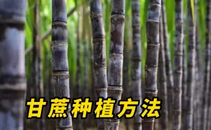 Download Video: 甘蔗的种植方法，看完你也能学会！